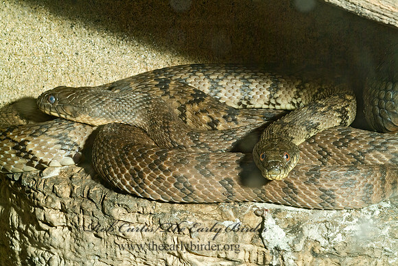 Nerodia rhombifer  DIAMONDBACK WATER SNAKE 4002562z