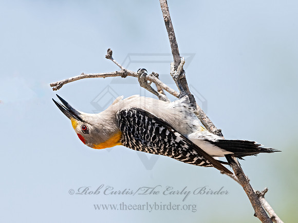 Melanerpes aurifrons  GOLDEN-FRONTED WOODPECKER 3033932z