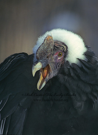 Vultur gryphus  ANDEAN CONDOR 160937z