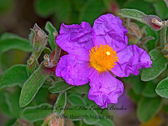 Cistus creticus  HOARY ROCK ROSE 9059430z