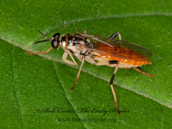 Xylomya tenthredinoides  XYLOMYID FLY 3015396z