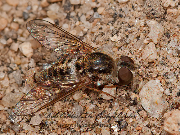 Aphoebantus interruptus  APHOEBANTINAE BEE FLY 8037155z