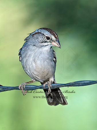 Peucaea carpalis  RUFOUS-WINGED SPARROW 7007929z