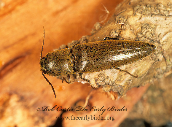 Neotrichophorus carolinensis 260826z