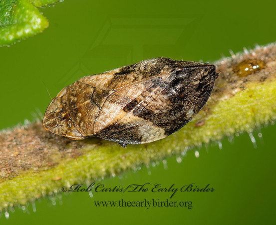 Lepyronia quadrangularis  DIAMONDBACK SPITTLEBUG 9040153z