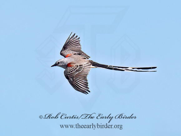 Tyrannus forficatus SCISSOR-TAILED FLYCATCHER 9091855z