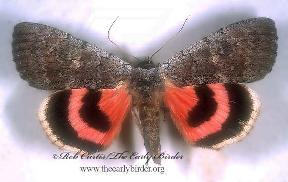 Catocala concumbens PINK UNDERWING 294401z