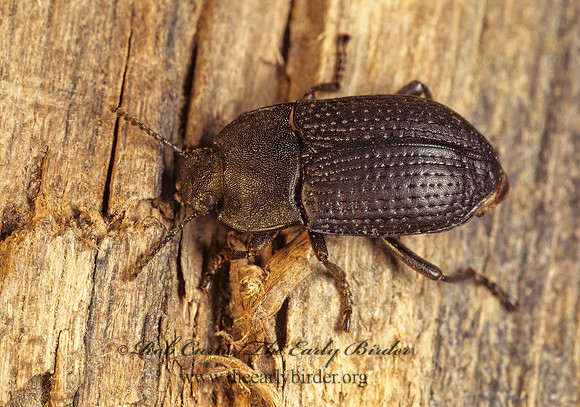 Alaetrinus minimus  PEDININI DARKLING BEETLE 175236 z