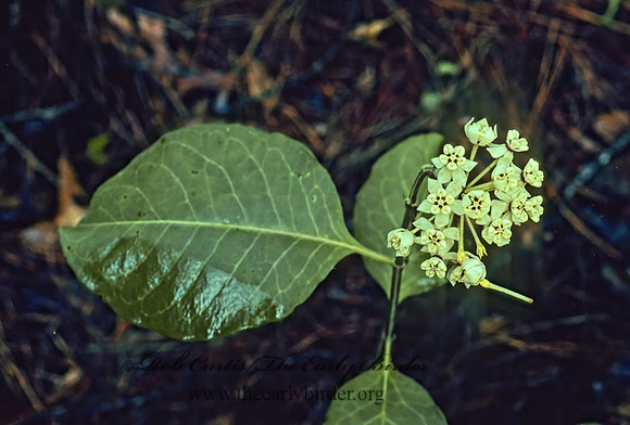 Asclepias glaucesens  NODDING MILKWEED 169010z