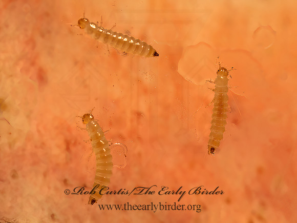 Aleocharinae  ROVE BEETLE 9081372z