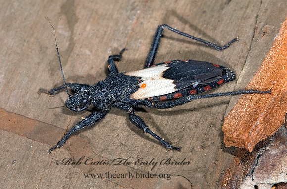 Microtomus luctuosus 6023797z