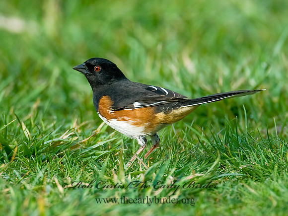 Pipilo erythrophthalmus  EASTERN TOWHEE 7016073z