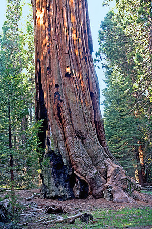 Sequoiadendron giganteum  GIANT SEQUOIA 9058269z