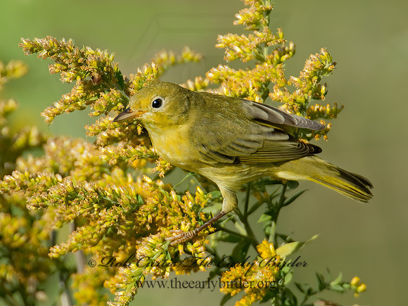 Setophaga petechia  YELLOW WARBLER 9004881z