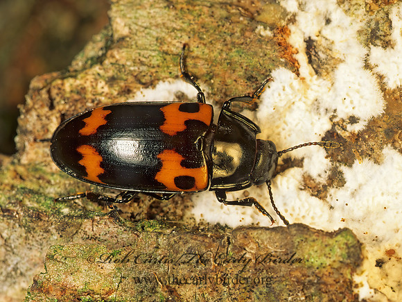 Megalodacne fasciata 173905z