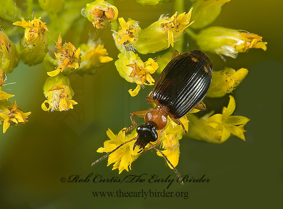 Lebia analis 5014774 z