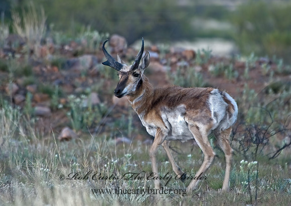 Antilocapra americana  PRONGHORN 5006344z