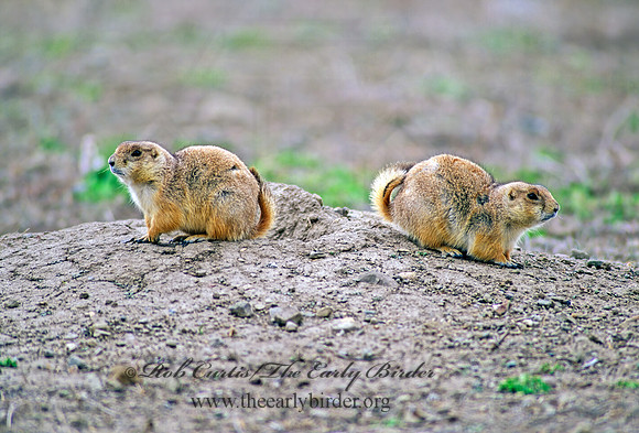 Cynomys ludovicianus  BLACK-TAILED PRAIRIE DOG 144105z