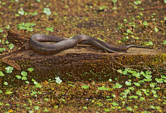 Agkistrodon puscivorus  EASTERN COTTONMOUTH 186335z