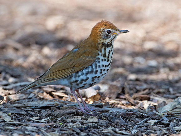 Hylocichla mustelina WOOD THRUSH 9037339z