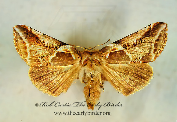 Habrosyne scripta LETTERED HABROSYNE 294231z