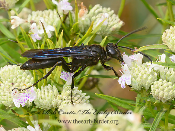 Sphex pennsylvanicus  GREAT BLACK WASP 9063528z
