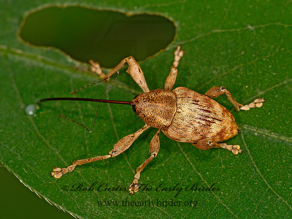 Curculio  WEEVIL 9063476z