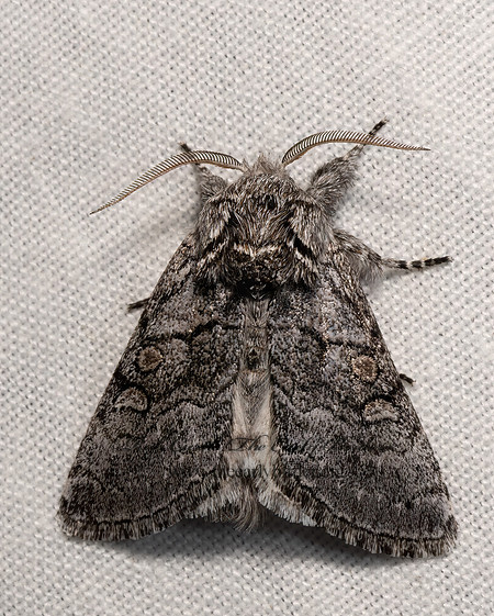 Pseudopanthea palata  PANTHEINAE OWLET MOTH 3036595z