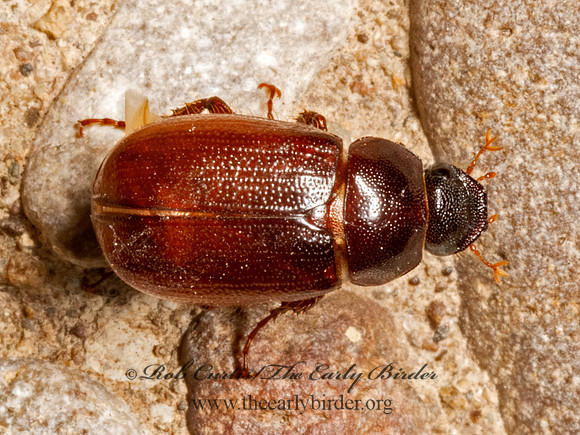 Diplotaxis frondicola BROWN JUNE BUG 3036260