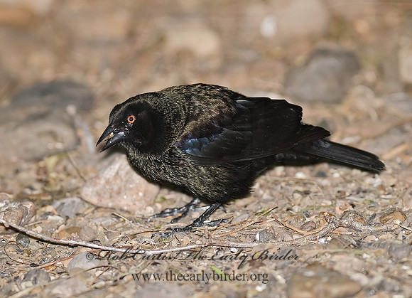 Molothrus aeneus  BRONZED COWBIRD 7005185z