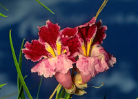Chilopsis linearis  DESERT WILLOW 71220z