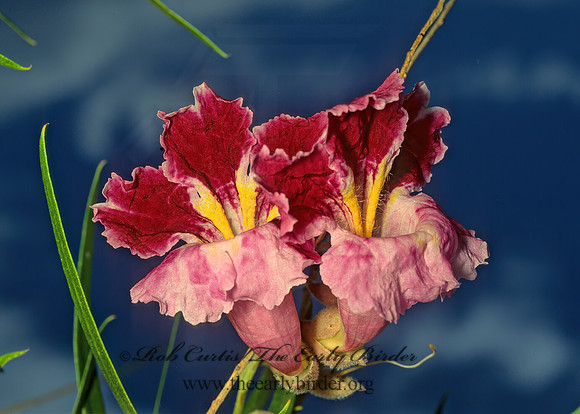 Chilopsis linearis  DESERT WILLOW 71220z