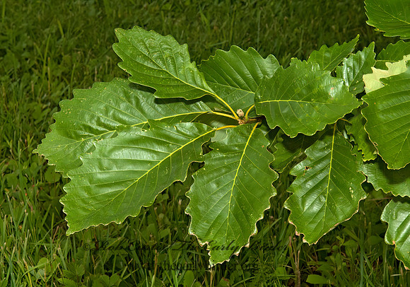 Quercus montana  CHESTNUT OAK 5009154z