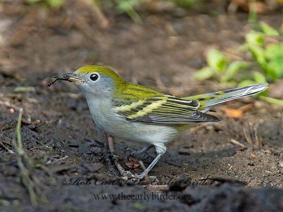 Setophaga pennsylvanica  CHESTNUT-SIDED WARBLER 9005284z
