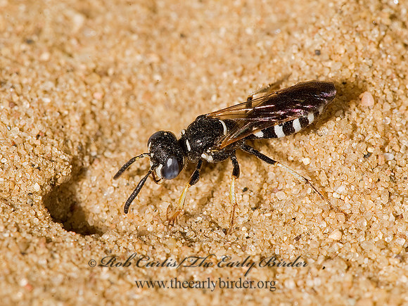 Philanthus politus  BEEWOLF WASP 8016769z