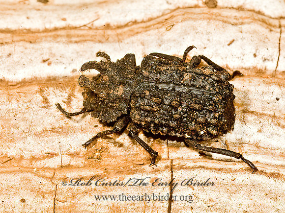 Bolitotherus cornutus  FORKED FUNGUS BEETLE 5011195z