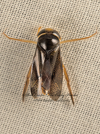 Hesperocorixa 9049882z