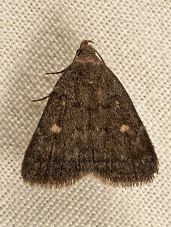 Idia diminuendis  ORANGE-SPOTTED IDIA 9048225z