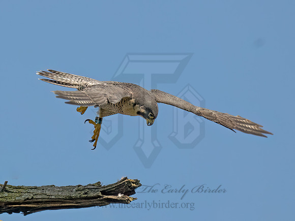 Falco peregrinus PEREGRINE FALCON 9090888z