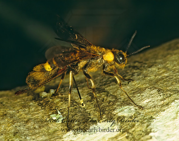 Eriotremex formosanus 168225z