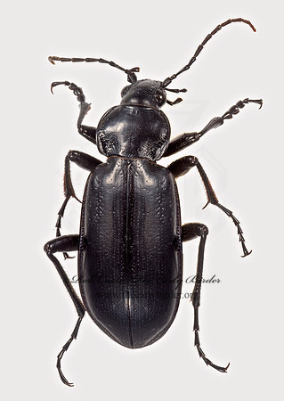 Calosoma protractum 9015891z
