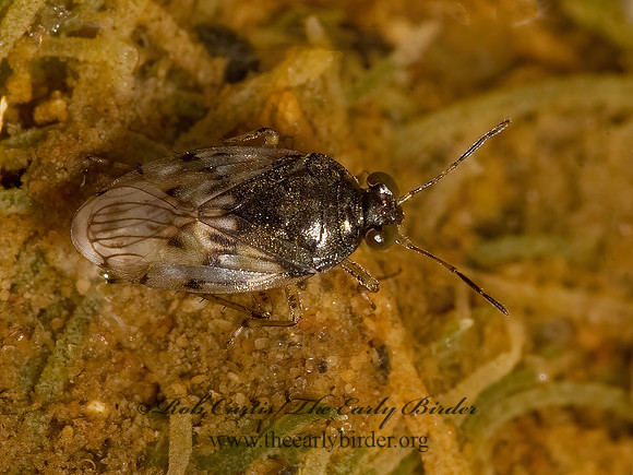 Saldula pallipes 8015715z