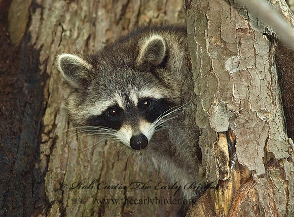 Procyon lotor  RACCOON 5018676 z