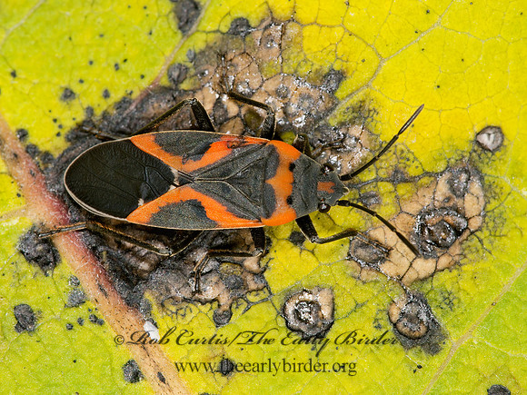 Lygaeus kalmii  SMALL MILKWEED BUG 9003460z