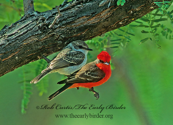 Pyrocephalus rubinus  VERMILION FLYCATCHER 72014Z