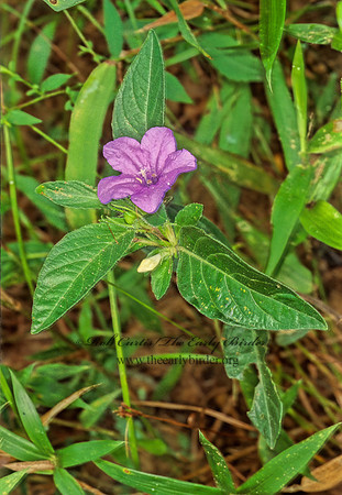 Ruellia caroliniensis  WILD PETUNIA 277231z