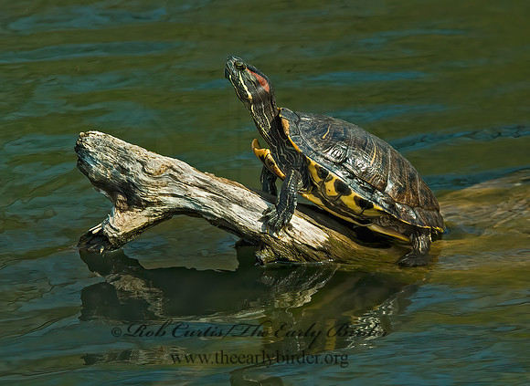 Trachemys scripta elegans  RED EARED SLIDER  3000610z