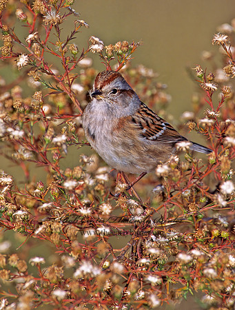 Spizelloides arborea  AMERICAN TREE SPARROW 1278116z