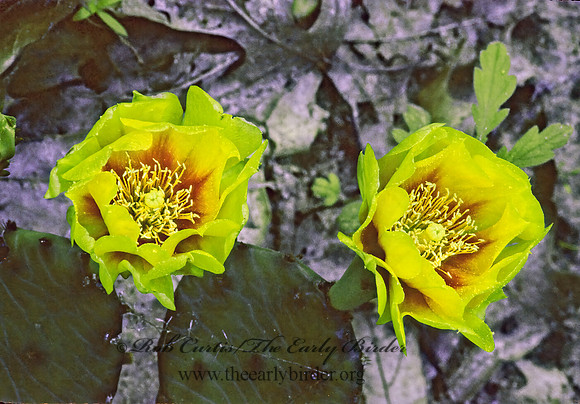 Opuntia cespitosa  EASTERN PRICKLY PEAR 42024z