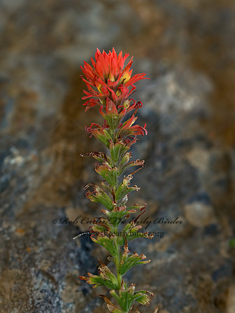 Castilleja miniata  GIANT RED INDIAN PAINTBRUSH 9058474z